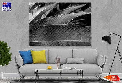 Banana Palm Leaf B&W Photograph Print 100% Australian Made Stretched Canvas Ready to Hang - 1568