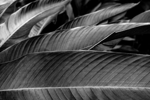 Banana Palm Leaf B&W Photograph Print 100% Australian Made Stretched Canvas Ready to Hang - 1568