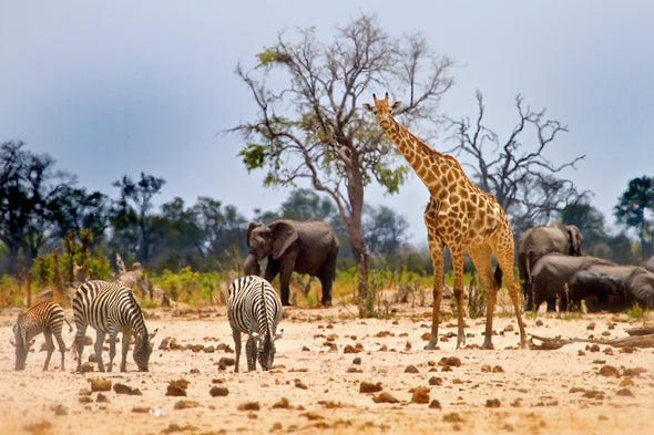 Animals Hwange National Park View Print 100% Australian Made Stretched Canvas Ready to Hang - 1219