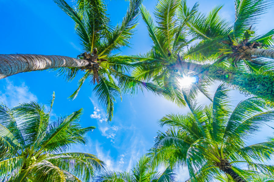 Palm Trees Blue Sky Photograph Print 100% Australian Made Stretched Canvas Ready to Hang - 1697