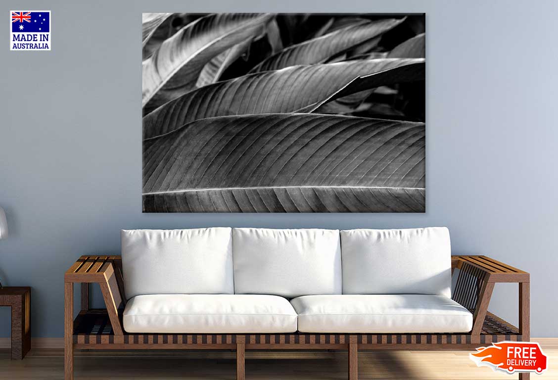 Banana Palm Leaf B&W Photograph Print 100% Australian Made Stretched Canvas Ready to Hang - 1568