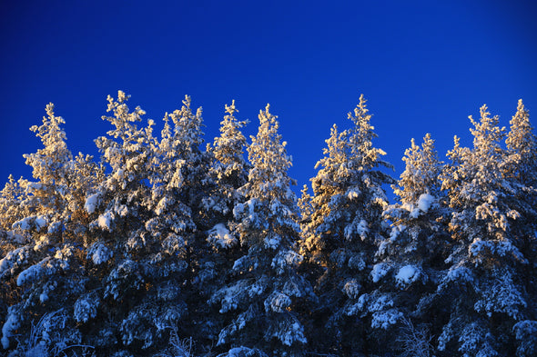 Snow Covered Trees Blue Sky View Print 100% Australian Made Stretched Canvas Ready to Hang - 1019