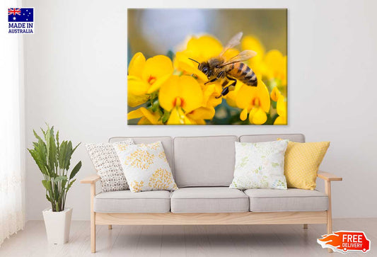 Bee on Flower Closeup Photograph Print 100% Australian Made Stretched Canvas Ready to Hang - 1220