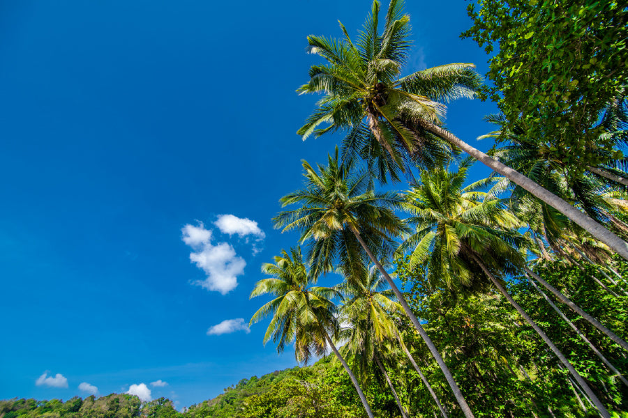 Coconut Palm Trees with Blue Sky Print 100% Australian Made Stretched Canvas Ready to Hang - 1698