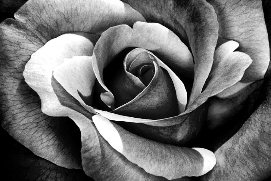 Rose Flower Petals B&W Photograph Print 100% Australian Made Stretched Canvas Ready to Hang - 1569