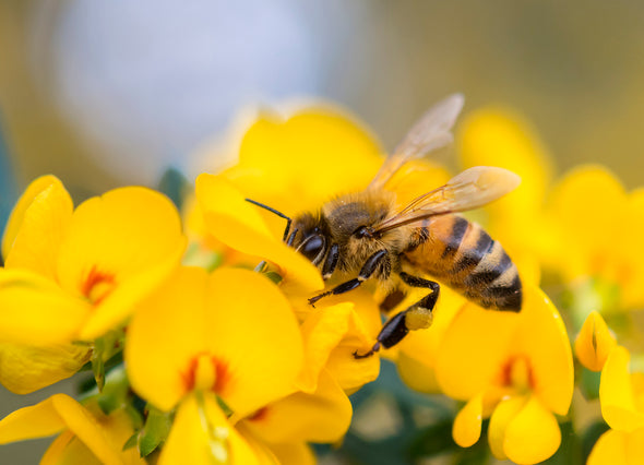 Bee on Flower Closeup Photograph Print 100% Australian Made Stretched Canvas Ready to Hang - 1220