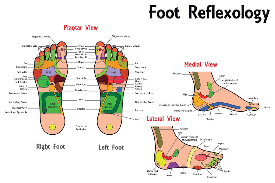 Foot Reflexology Vector Design Print 100% Australian Made Stretched Canvas Ready to Hang - 2404