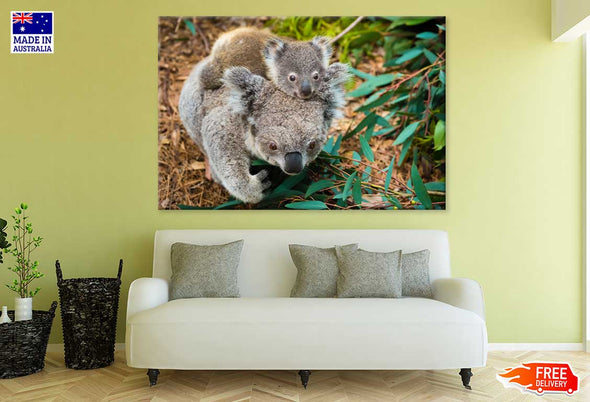 Koala Bear Mom & Baby Photograph Print 100% Australian Made Stretched Canvas Ready to Hang - 1221