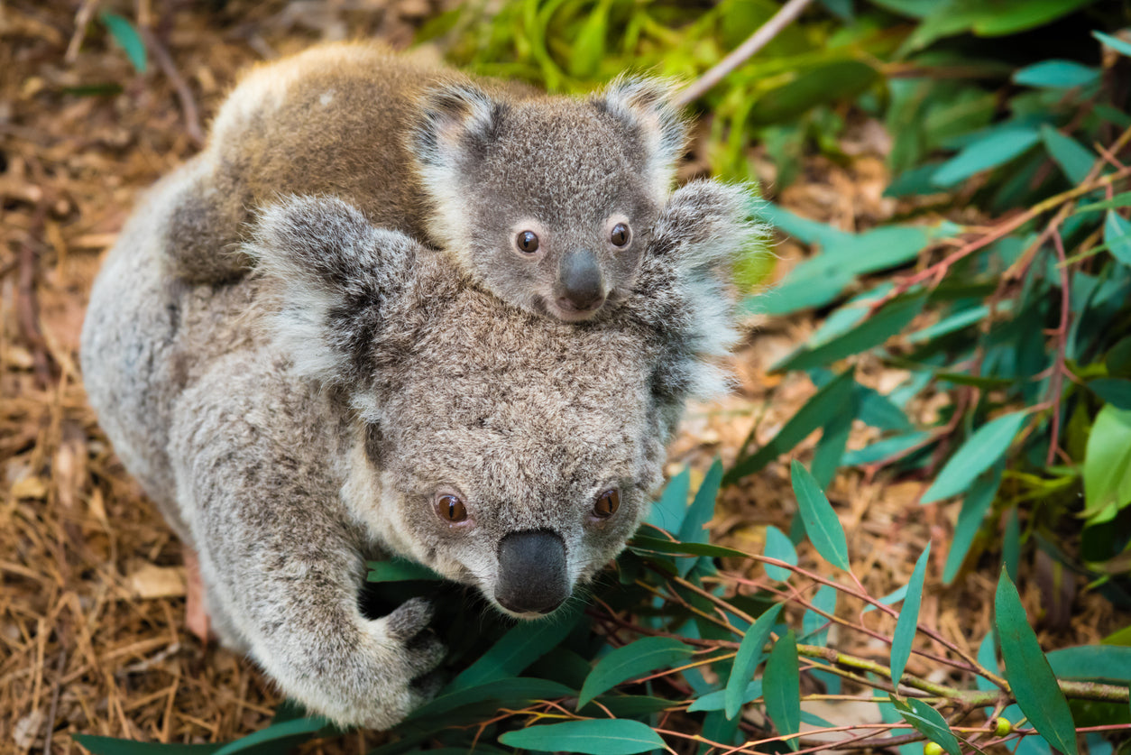 Koala Bear Mom & Baby Photograph Print 100% Australian Made Stretched Canvas Ready to Hang - 1221