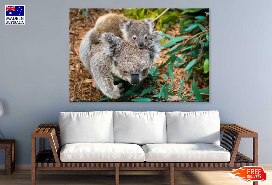 Koala Bear Mom & Baby Photograph Print 100% Australian Made Stretched Canvas Ready to Hang - 1221