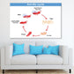 Ant Life Cycle Vector Illustration Print 100% Australian Made Stretched Canvas Ready to Hang - 2386