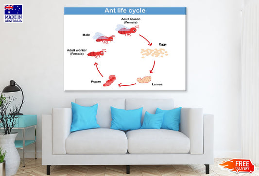 Ant Life Cycle Vector Illustration Print 100% Australian Made Stretched Canvas Ready to Hang - 2386