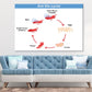 Ant Life Cycle Vector Illustration Print 100% Australian Made Stretched Canvas Ready to Hang - 2386