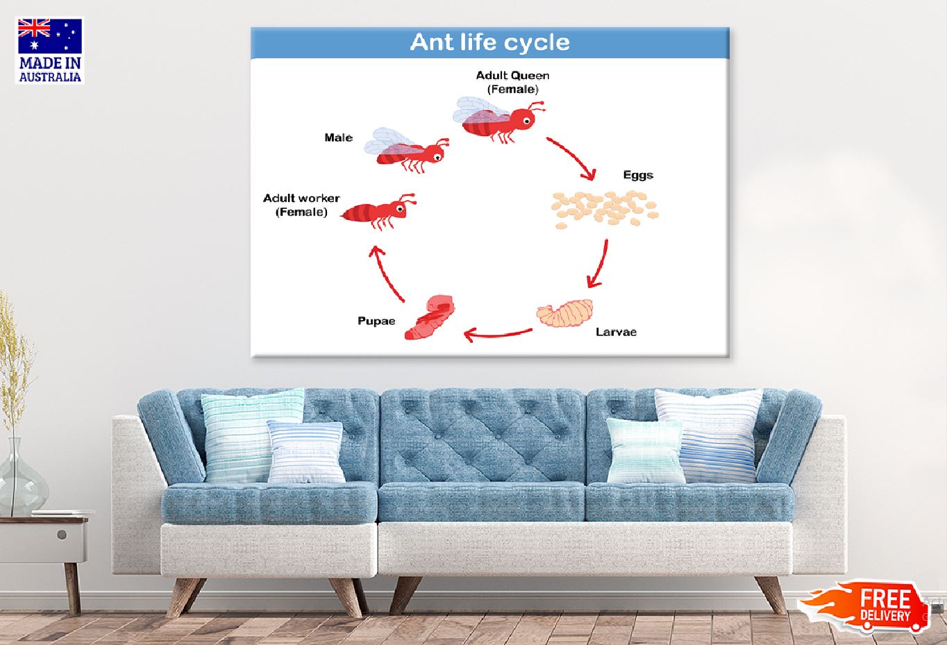 Ant Life Cycle Vector Illustration Print 100% Australian Made Stretched Canvas Ready to Hang - 2386