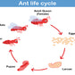 Ant Life Cycle Vector Illustration Print 100% Australian Made Stretched Canvas Ready to Hang - 2386