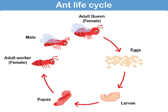 Ant Life Cycle Vector Illustration Print 100% Australian Made Stretched Canvas Ready to Hang - 2386