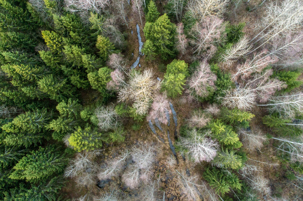 Spruce Trees Aerial Photograph Print 100% Australian Made Stretched Canvas Ready to Hang - 1681