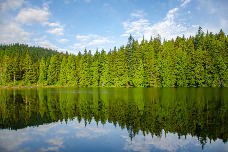 Green Trees Forest Near Lake View Print 100% Australian Made Stretched Canvas Ready to Hang - 1003