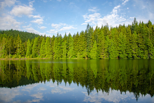 Green Trees Forest Near Lake View Print 100% Australian Made Stretched Canvas Ready to Hang - 1003