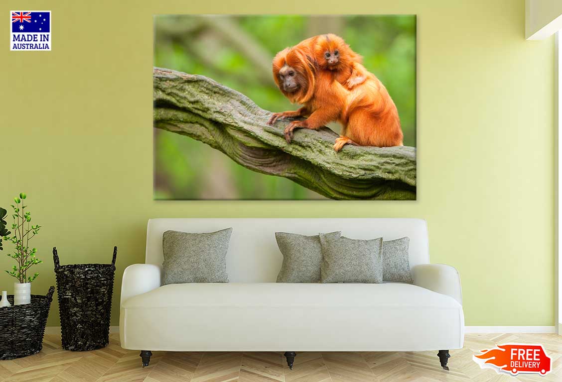 Baby Orange Tamarin & Mom View Print 100% Australian Made Stretched Canvas Ready to Hang - 1203