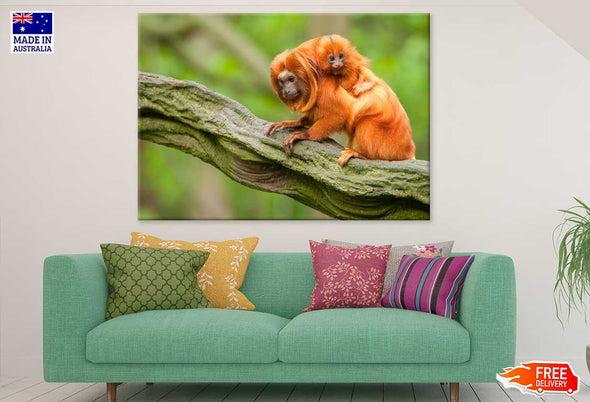 Baby Orange Tamarin & Mom View Print 100% Australian Made Stretched Canvas Ready to Hang - 1203