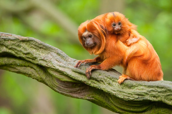 Baby Orange Tamarin & Mom View Print 100% Australian Made Stretched Canvas Ready to Hang - 1203