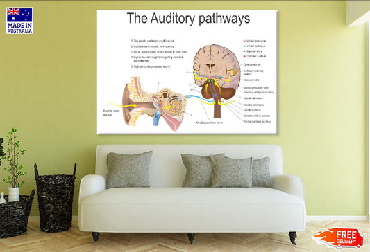 Auditory Pathways Vector Design Print 100% Australian Made Stretched Canvas Ready to Hang - 2405