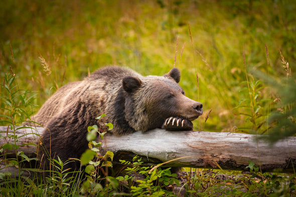 Grizzly Bear in Banff Park Canada Print 100% Australian Made Stretched Canvas Ready to Hang - 1222