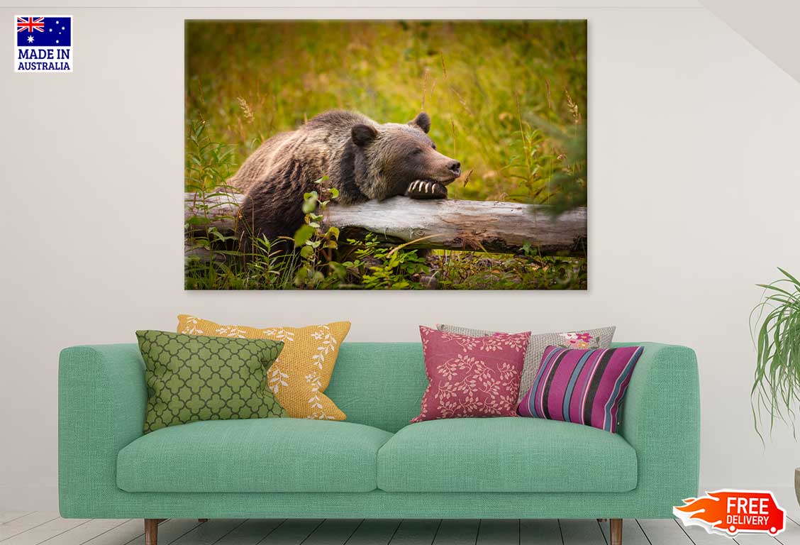 Grizzly Bear in Banff Park Canada Print 100% Australian Made Stretched Canvas Ready to Hang - 1222