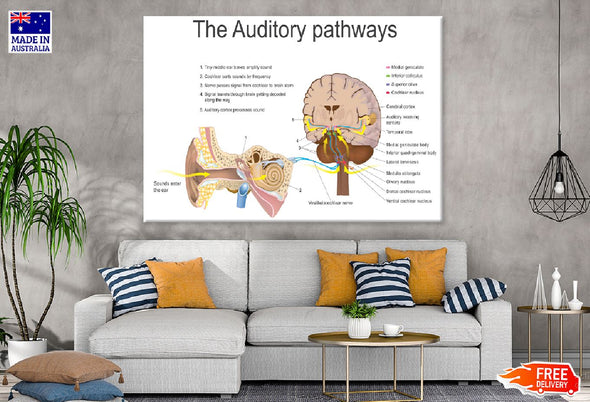 Auditory Pathways Vector Design Print 100% Australian Made Stretched Canvas Ready to Hang - 2405