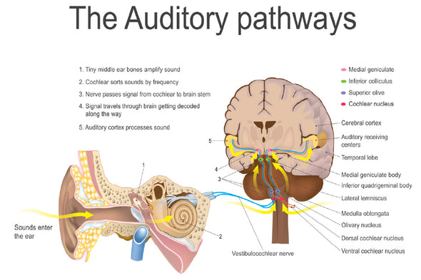 Auditory Pathways Vector Design Print 100% Australian Made Stretched Canvas Ready to Hang - 2405