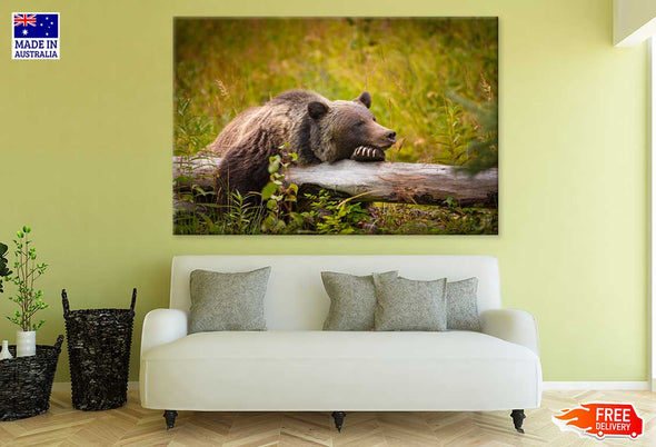 Grizzly Bear in Banff Park Canada Print 100% Australian Made Stretched Canvas Ready to Hang - 1222