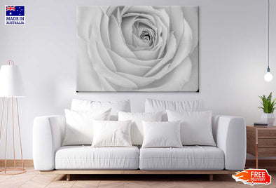 Rose Flower Closeup B&W View Print 100% Australian Made Stretched Canvas Ready to Hang - 1572