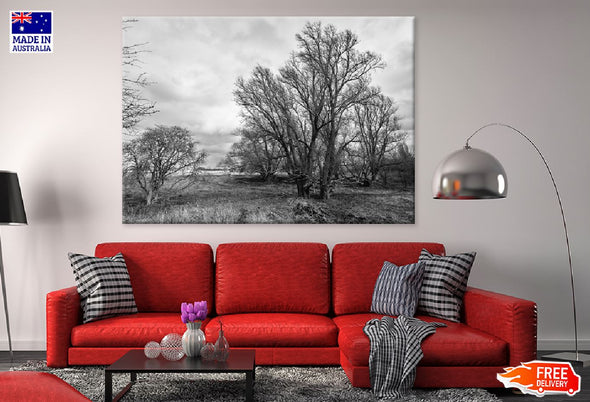 Bold Dead Trees B&W Photograph Print 100% Australian Made Stretched Canvas Ready to Hang - 1701