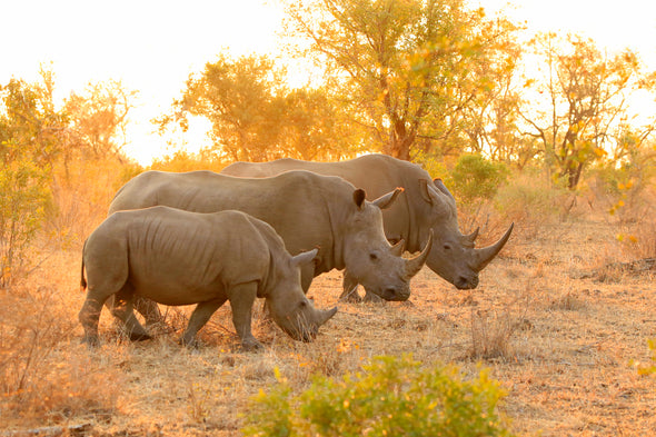 Rhinos in Forest View Photograph Print 100% Australian Made Stretched Canvas Ready to Hang - 1223