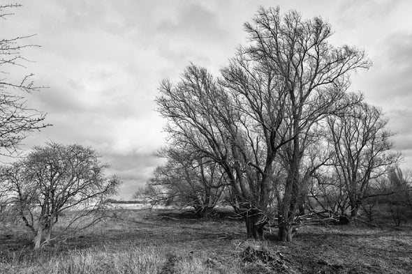 Bold Dead Trees B&W Photograph Print 100% Australian Made Stretched Canvas Ready to Hang - 1701