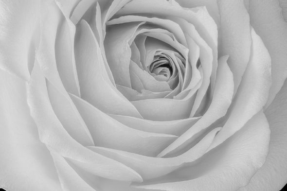 Rose Flower Closeup B&W View Print 100% Australian Made Stretched Canvas Ready to Hang - 1572