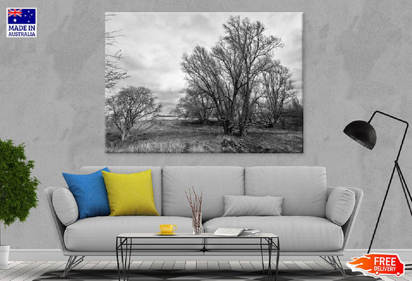 Bold Dead Trees B&W Photograph Print 100% Australian Made Stretched Canvas Ready to Hang - 1701