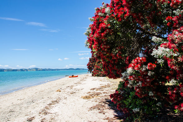 Red Flower Tree Near Sea View Print 100% Australian Made Stretched Canvas Ready to Hang - 1371