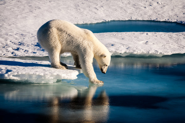 Polar Bear on Melting Ice Cap Print 100% Australian Made Stretched Canvas Ready to Hang - 1224