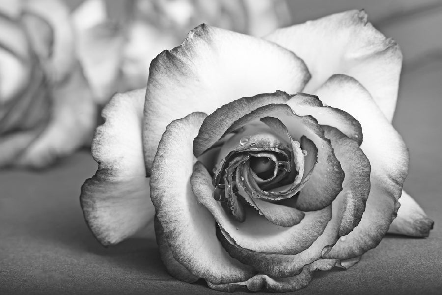 Rose Flower View B&W Photograph Print 100% Australian Made Stretched Canvas Ready to Hang - 1573