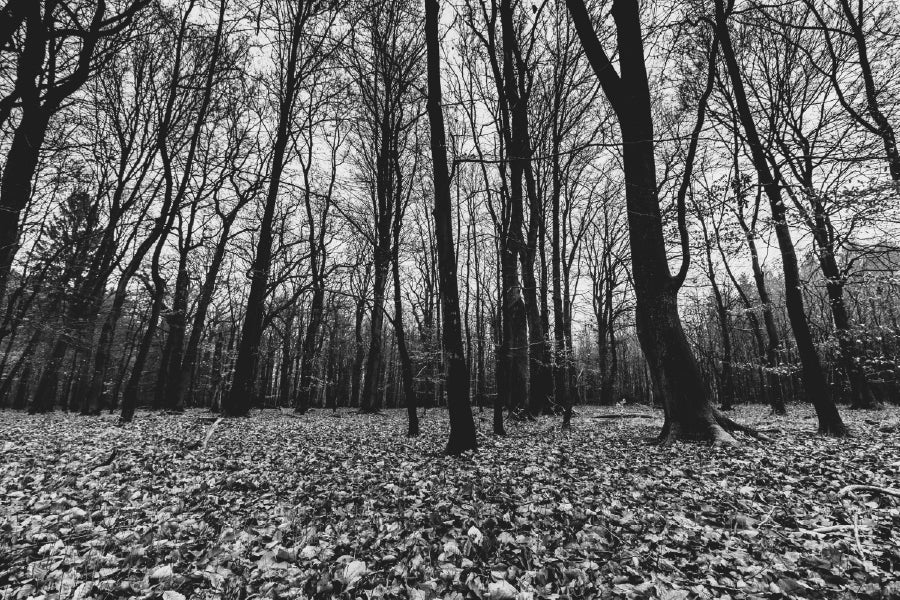 Creepy Forest B&W View Phootgraph Print 100% Australian Made Stretched Canvas Ready to Hang - 1702