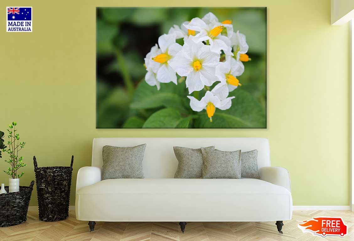 Kartoffel Flowers Closeup View Print 100% Australian Made Stretched Canvas Ready to Hang - 1574