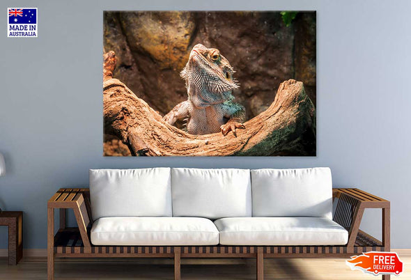 Reptiles Closeup Photograph Print 100% Australian Made Stretched Canvas Ready to Hang - 1225