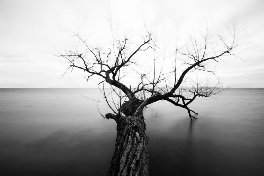 Tree with Bare Branch on Sea B&W Print 100% Australian Made Stretched Canvas Ready to Hang - 1703