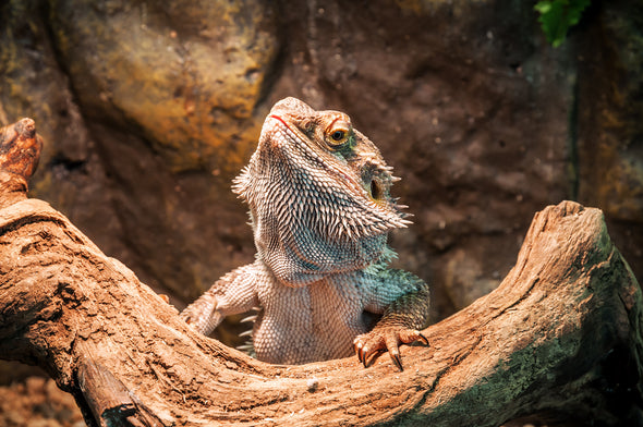 Reptiles Closeup Photograph Print 100% Australian Made Stretched Canvas Ready to Hang - 1225