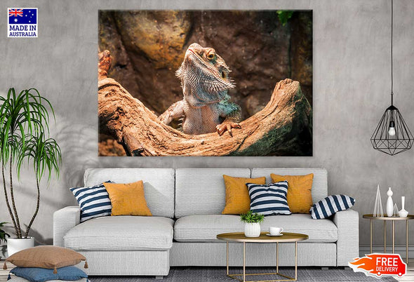 Reptiles Closeup Photograph Print 100% Australian Made Stretched Canvas Ready to Hang - 1225