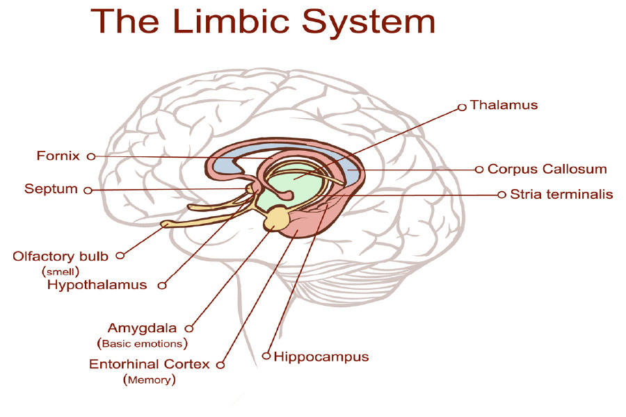 Limbic System Vector Illustration Print 100% Australian Made Stretched Canvas Ready to Hang - 2408