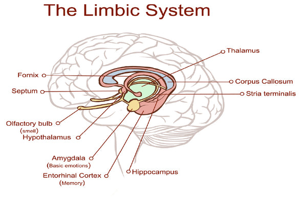 Limbic System Vector Illustration Print 100% Australian Made Stretched Canvas Ready to Hang - 2408