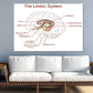 Limbic System Vector Illustration Print 100% Australian Made Stretched Canvas Ready to Hang - 2408
